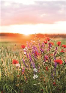 wenskaart Zonsopkomst bloemen