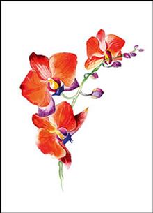 wenskaart orchidee rood