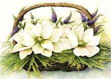 wenskaart anemonen en veronica