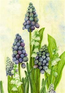 wenskaart blauwe druifjes Muriël