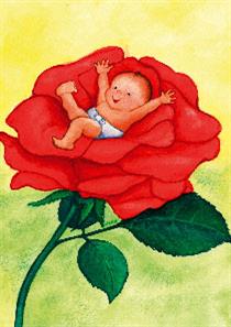 wenskaart baby roos