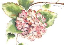 wenskaart hortensia klimop