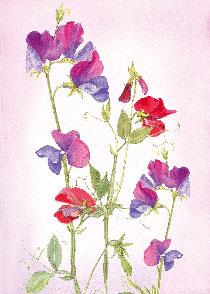 wenskaart lathyrus