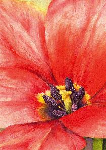 wenskaart grote tulp