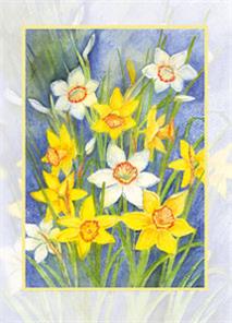 wenskaart gele en witte narcissen