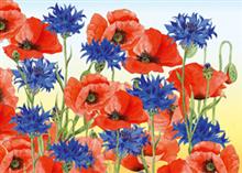 wenskaart korenbloem klaprozen