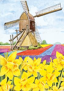 wenskaart narcissen molen