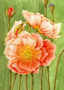 wenskaart papaver Muriël