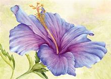 wenskaart hibiscus Muriël