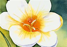 wenskaart witte bloem