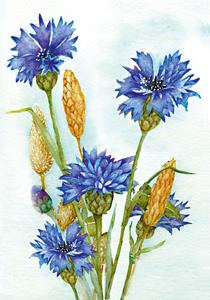 wenskaart korenbloem Muriel