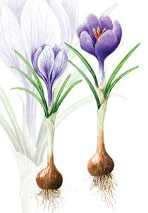 wenskaart crocussen met bol