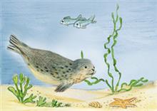 wenskaart zeehond vissen