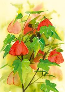 wenskaart bloemen Abutilon