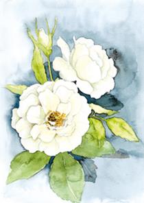 wenskaart Twee witte rozen