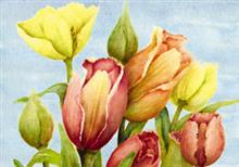 ansicht tulpen (5x)