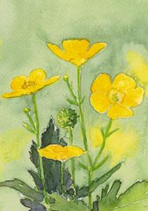 ansicht boterbloem (5x)