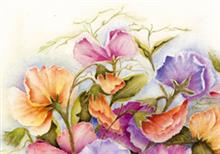 ansicht lathyrus (5x)