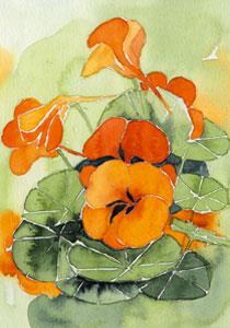 ansicht Oost Indische kers (5x)