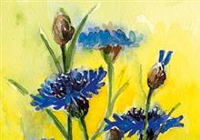 ansicht korenbloem (5x)