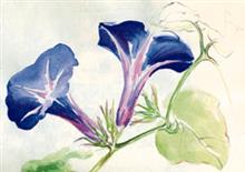 mapje 4/4 blauwe kelken