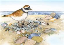 mapje 4/4 vogel strand