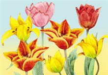 mapje 4/4 tulpen Annie 2