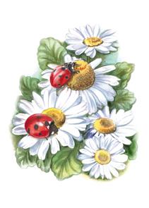 mapje 4/4 margrieten lieveheerbeestjes