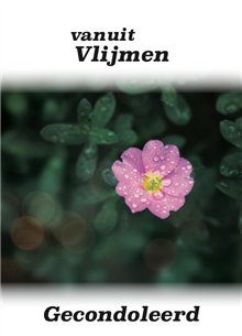 Gecondoleerd, bloem rose