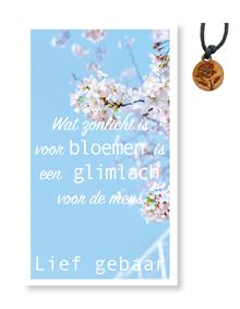 Lief gebaar Wat zonlicht... Roosje