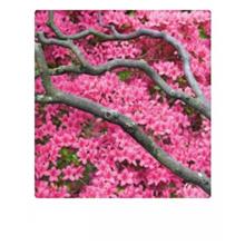 BV15873 Anskrt+env (setv10) - Rhododendron