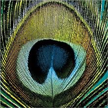 Servet 33x33 Paradise Peacock